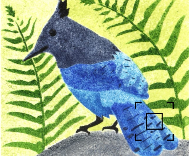 Stencil of Steller's Jay, as shown in Blue Gallery.